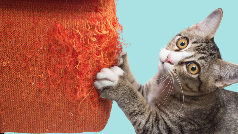 Cat Scratch Fever In People